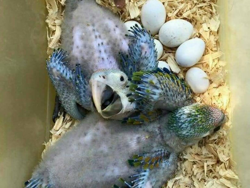 Fertile Parrot Eggs for Sale USA Exotic Bird Eggs for Sale