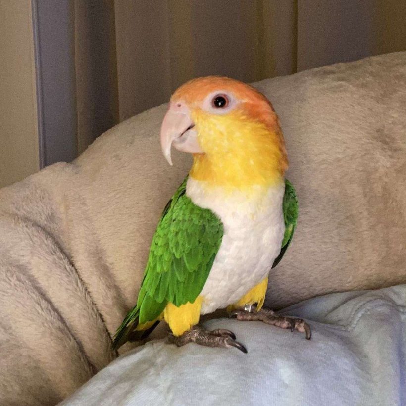 Caique Parrot Baby Parrots For Sale Swift Parrots Farm